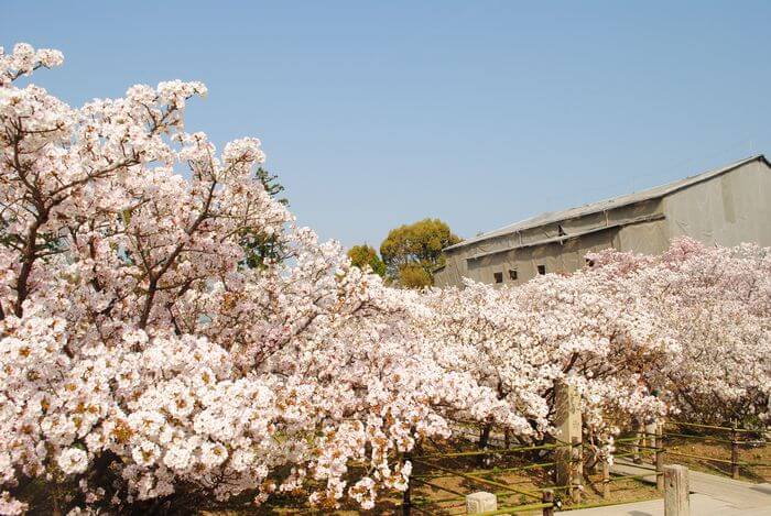 仁和寺　御室桜