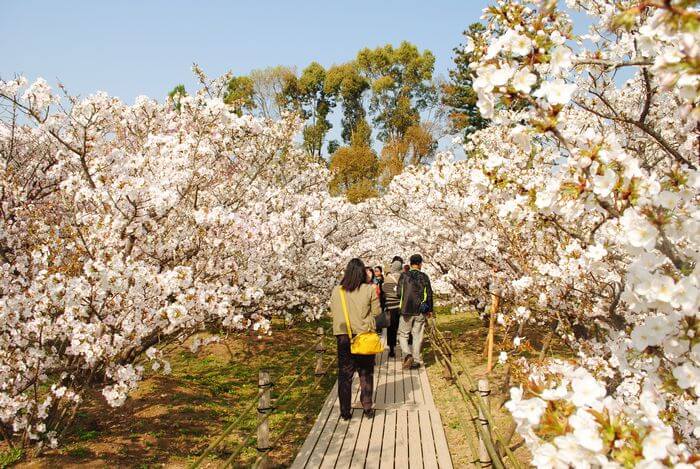 仁和寺　御室桜