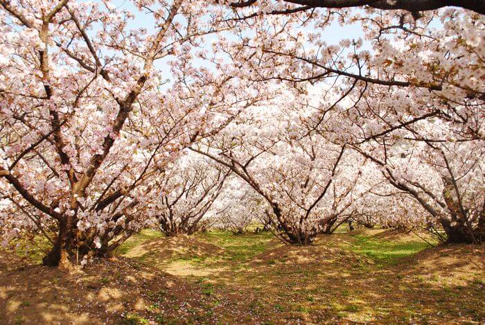 仁和寺　御室桜