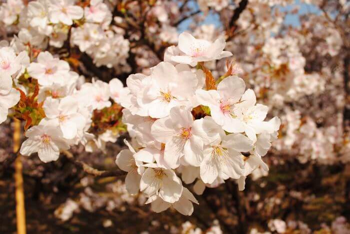 仁和寺　御室桜