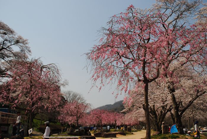 笠置山自然公園　桜