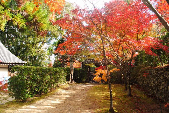 酬恩庵 一休寺 紅葉