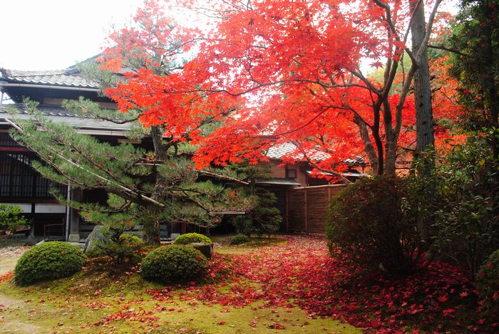 酬恩庵 一休寺 紅葉