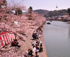 宇治　桜祭り