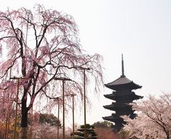 東寺　不二桜