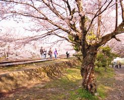 インクライン　桜