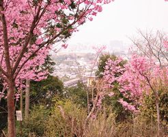 熊野若王子神社