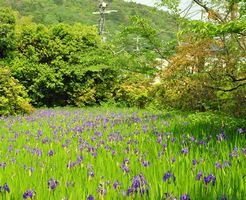 太田神社　カキツバタ