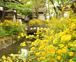 松尾大社の山吹を見に行きました。