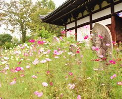 般若寺　コスモス