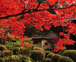 金剛輪寺　血染めの紅葉