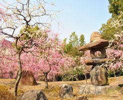 城南宮の「しだれ梅と椿まつり」に行きました。