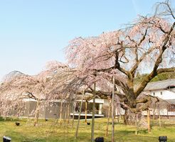 醍醐寺 霊宝館「木造虚空蔵菩薩立像　国宝指定記念春季特別展」に行きました。