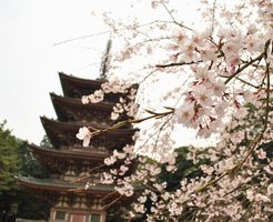 満開までもう少し！醍醐寺の桜を見に行きました。