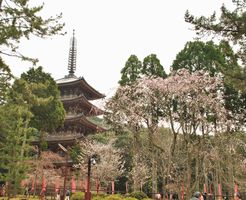 太閤秀吉ゆかり 真言密教の名刹 醍醐寺（下醍醐）