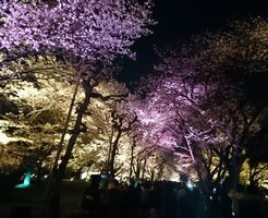 二条城　桜のライトアップ