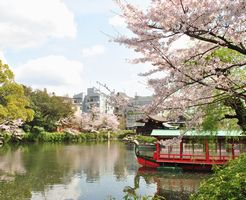 花見発祥の地　神泉苑の桜