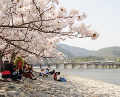 嵐山の桜