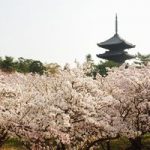 【仁和寺 御室桜】200株が満開！京都一遅咲きの桜