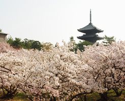 仁和寺 満開の御室桜